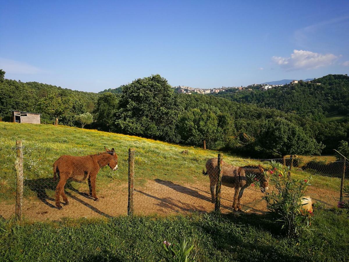 Agriturismo Cisogna Villa Анани Екстериор снимка